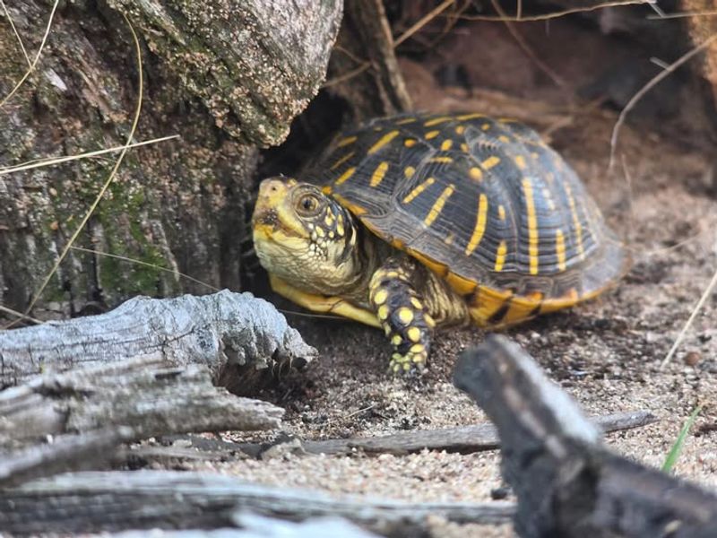 The Eastern Box Turtle