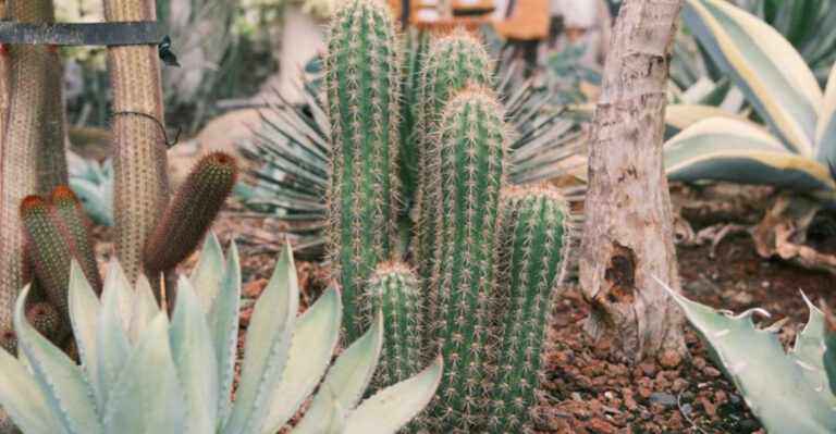 garden (featured image)