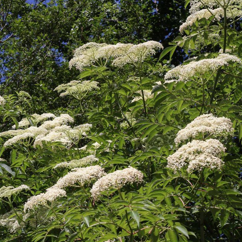 It's The American Elderberry (Sambucus Canadensis)