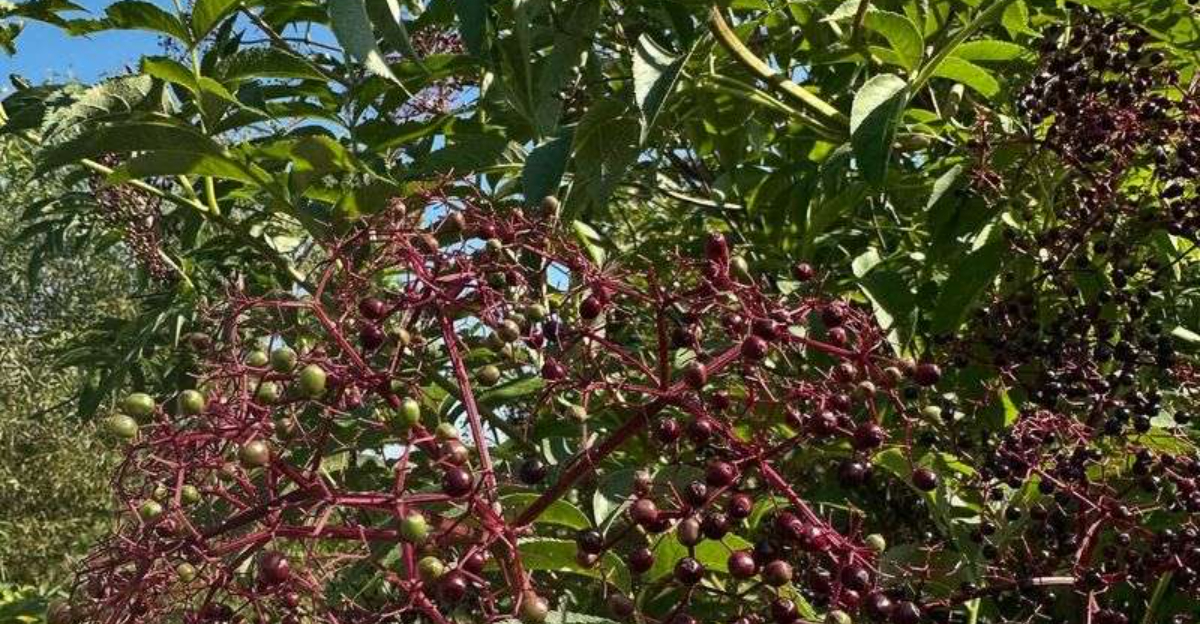 garden shrub berries