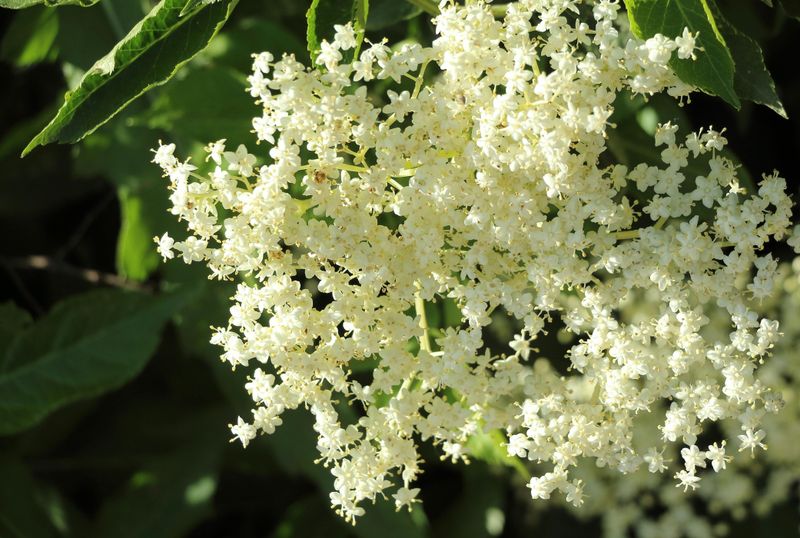 Understanding Why American Elderberry Thrives In North Carolina Gardens
