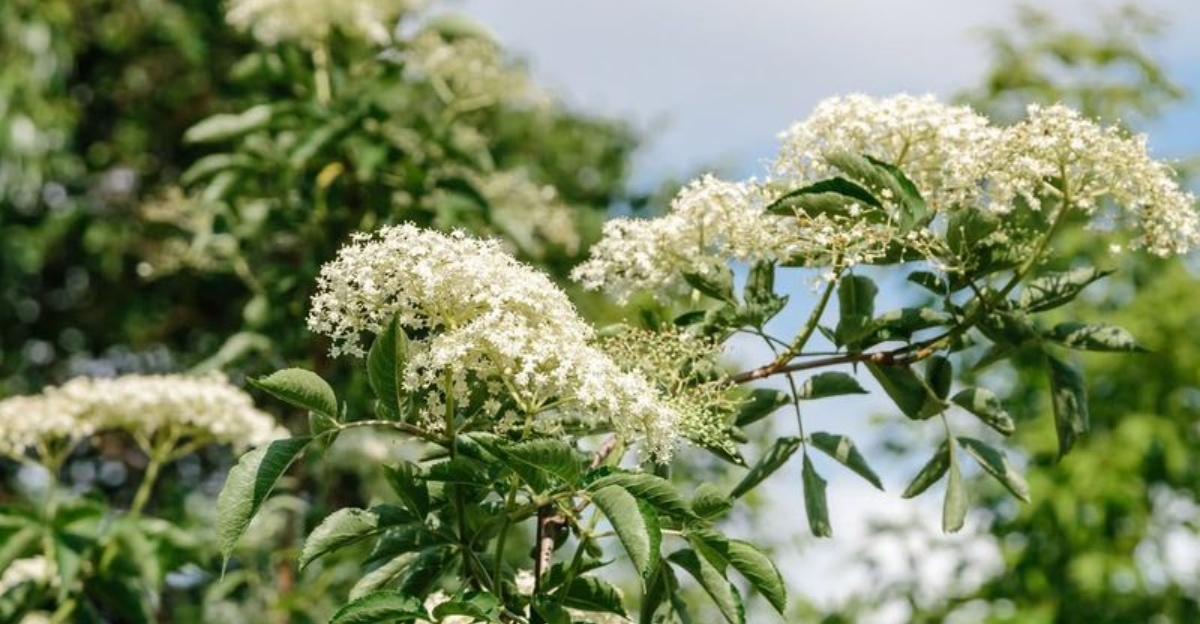 The Beneficial Garden Shrub North Carolina Homeowners Can Propagate From Cuttings In Winter