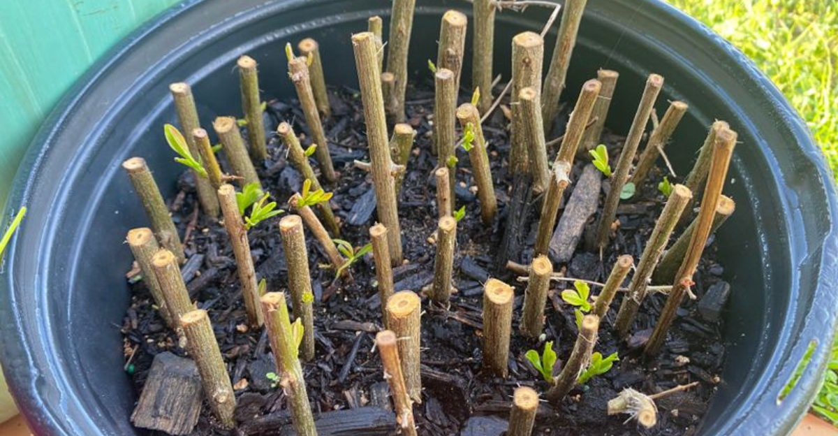 dogwood cuttings