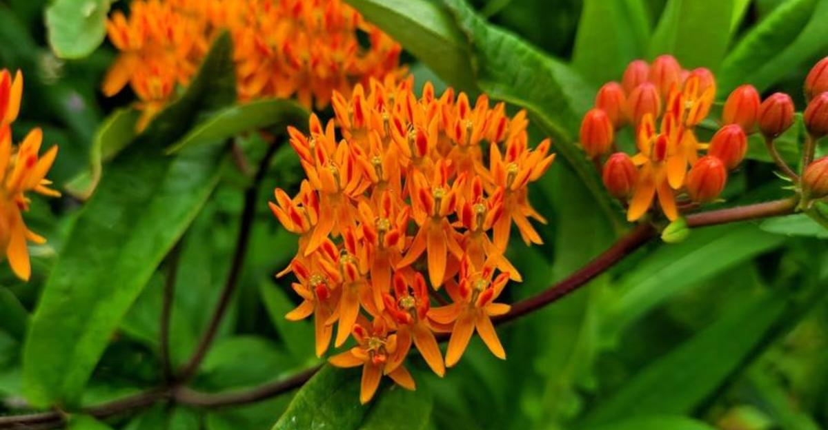 The Best Milkweed Types To Help Monarch Butterflies Thrive In Oklahoma