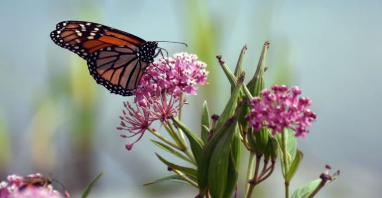 monarch butterfly on swamp milkweed