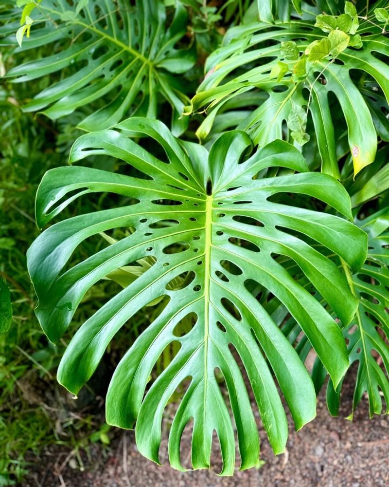 Monstera Deliciosa