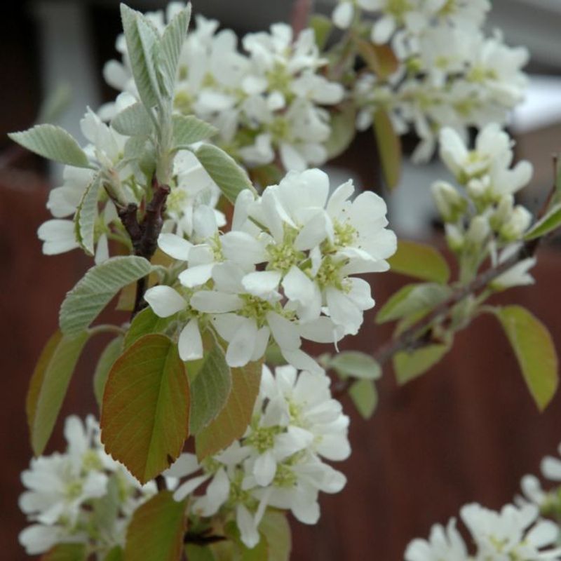 Serviceberry (Amelanchier Species)
