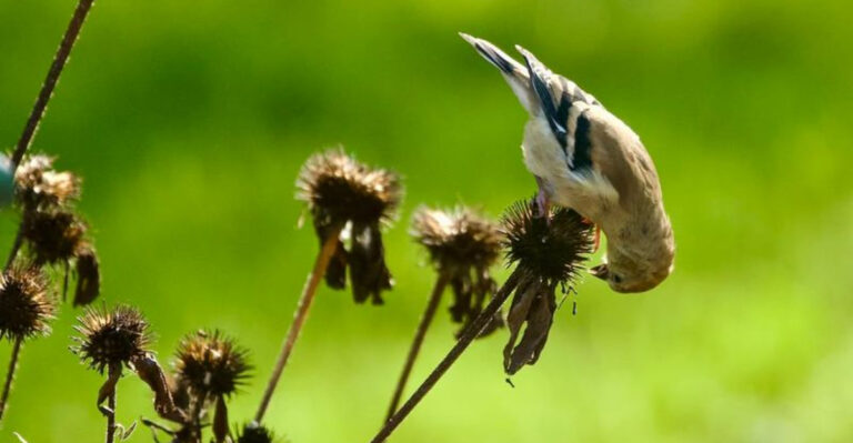 bird on plant flower