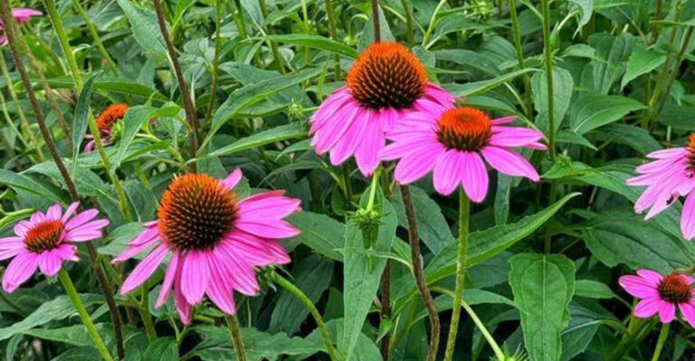 Purple Coneflower