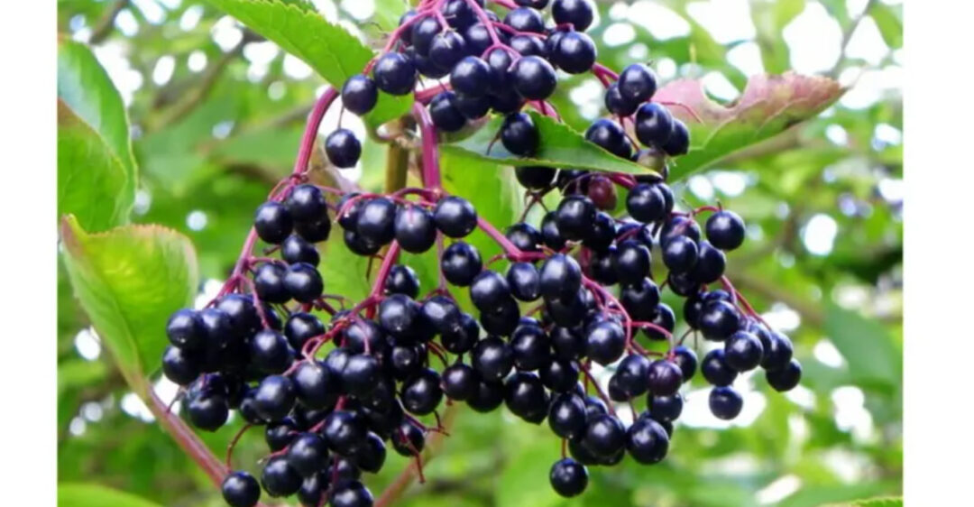 Serviceberry Tree In Spring The Best Plants To Grow Near A Bird Feeder In Michigan