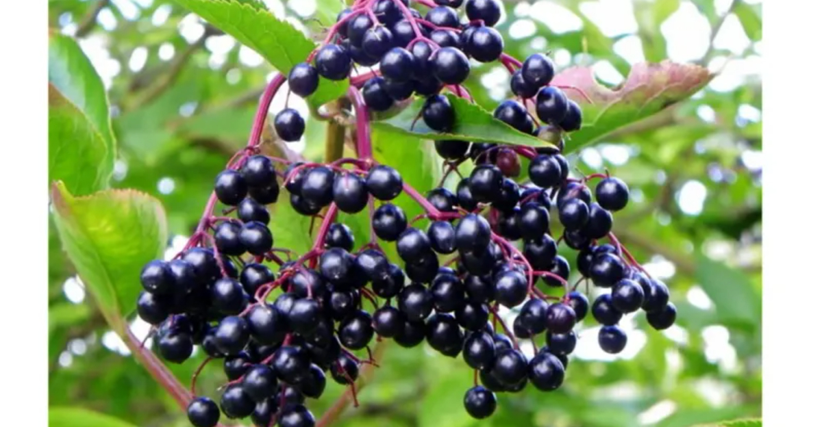 The Best Plants To Grow Near A Bird Feeder In Michigan