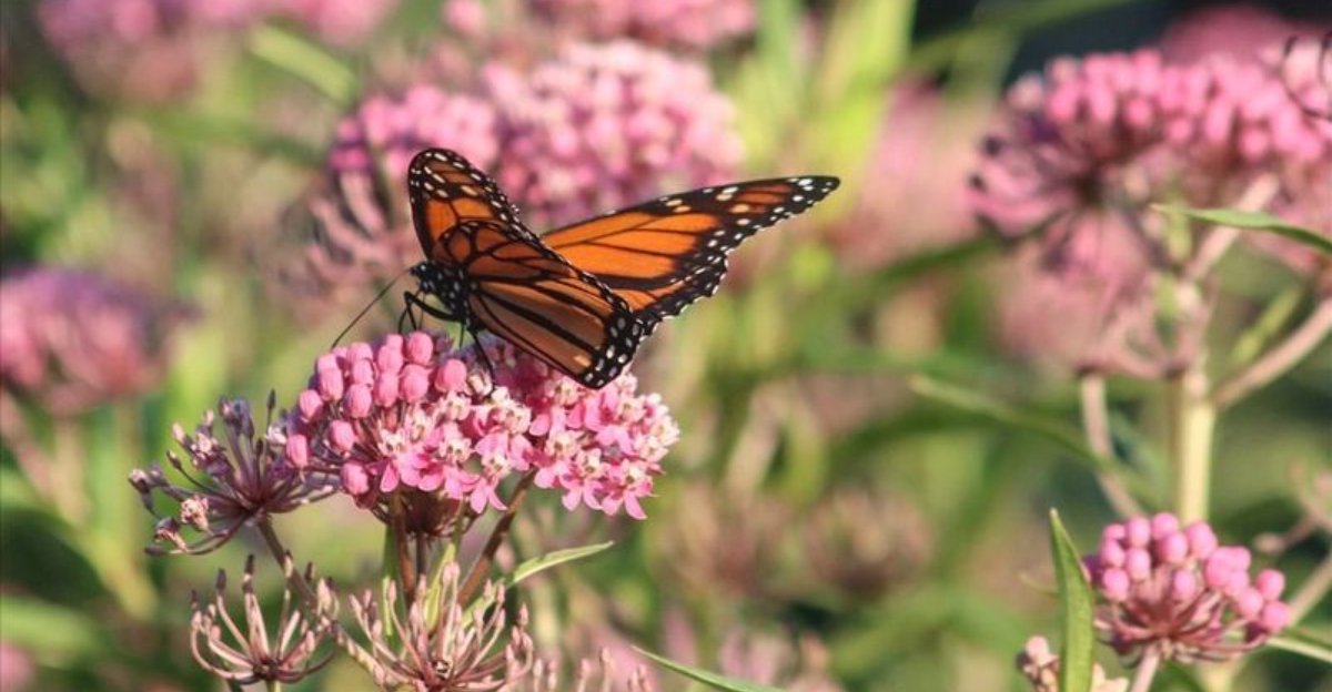 The Best Scented Plants For Butterfly Gardens In North Carolina