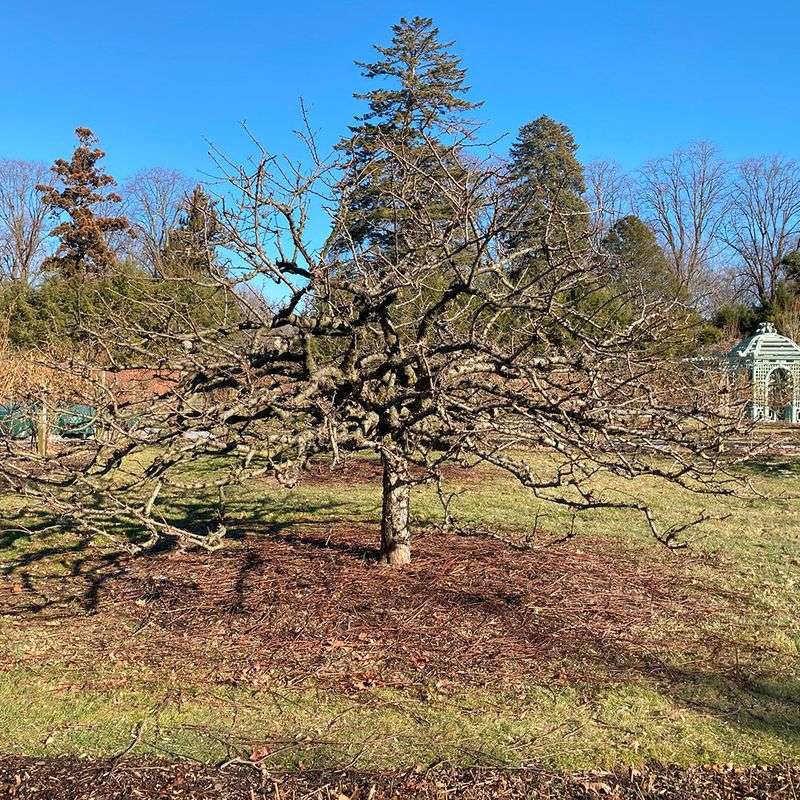How Dormant Pruning Encourages Better Spring Blooms
