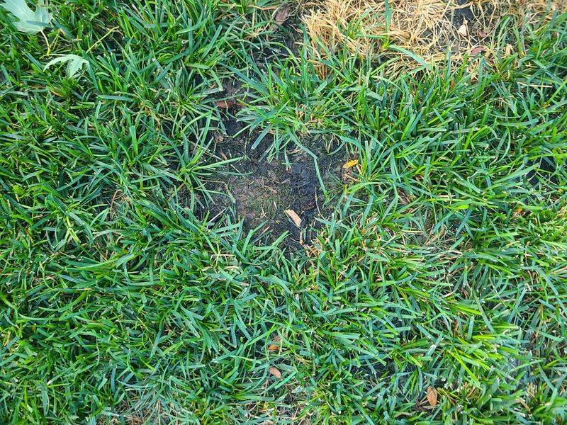 It Does Not Harm Your Grass