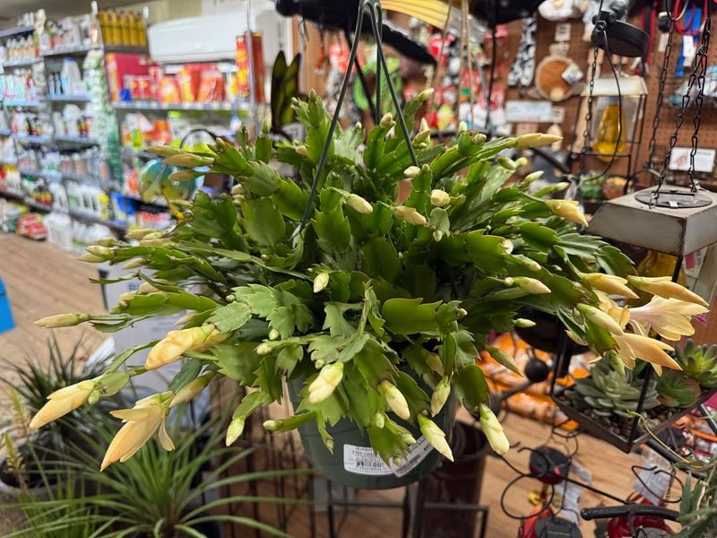 Why Christmas Cactus Needs A Fall Rest Period