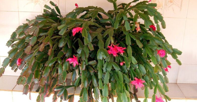 christmas cactus