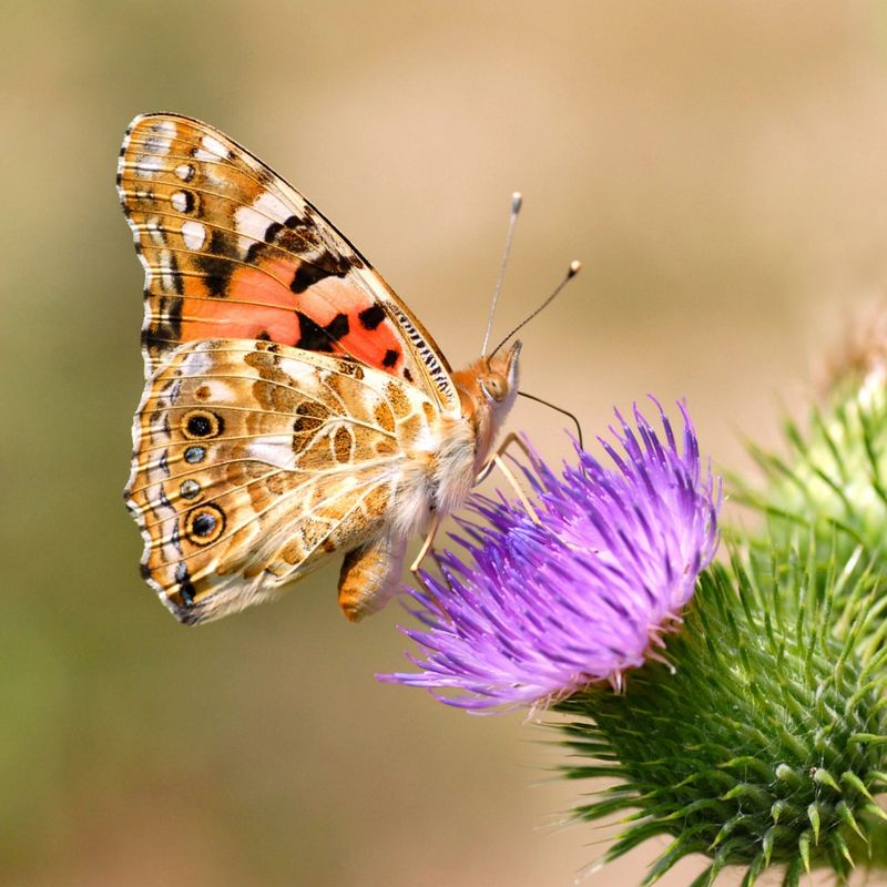 The Painted Lady Butterfly