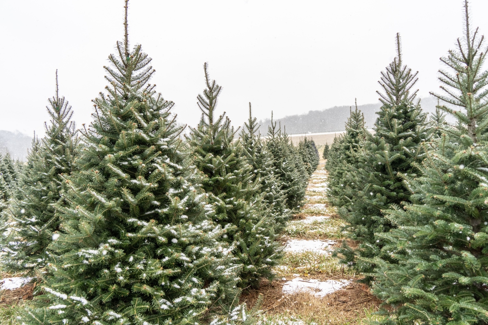 The Christmas Tree Farms Drawing Crowds Across Washington State This December