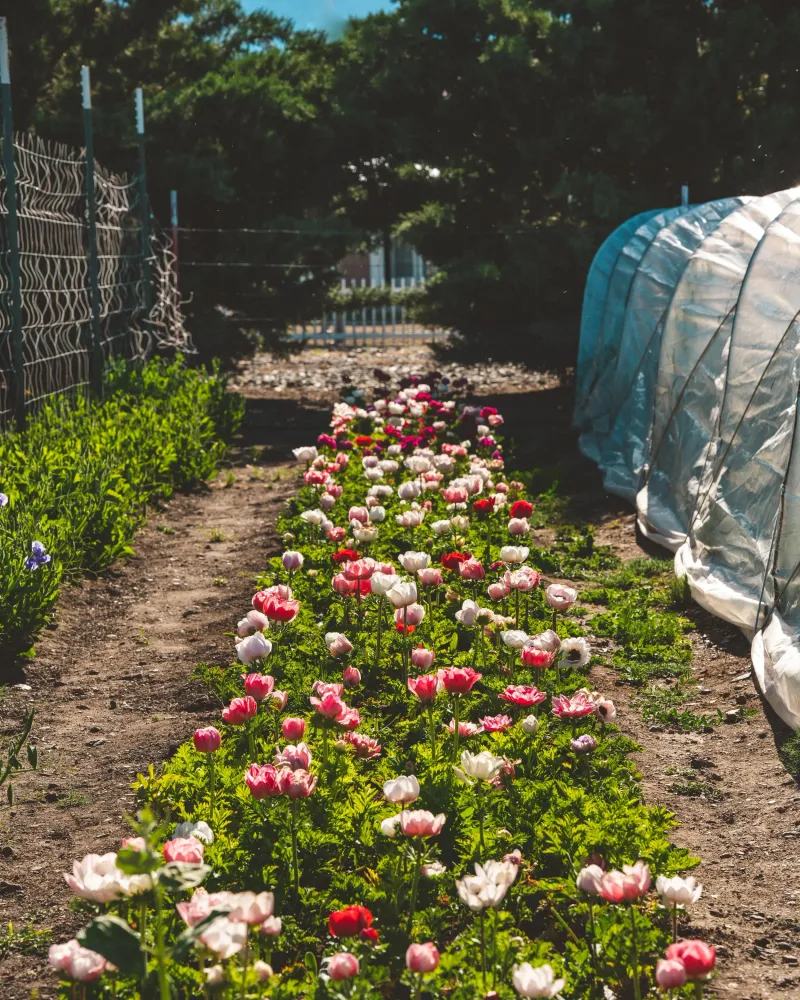 How Italian Anemones Thrive In California's Growing Conditions