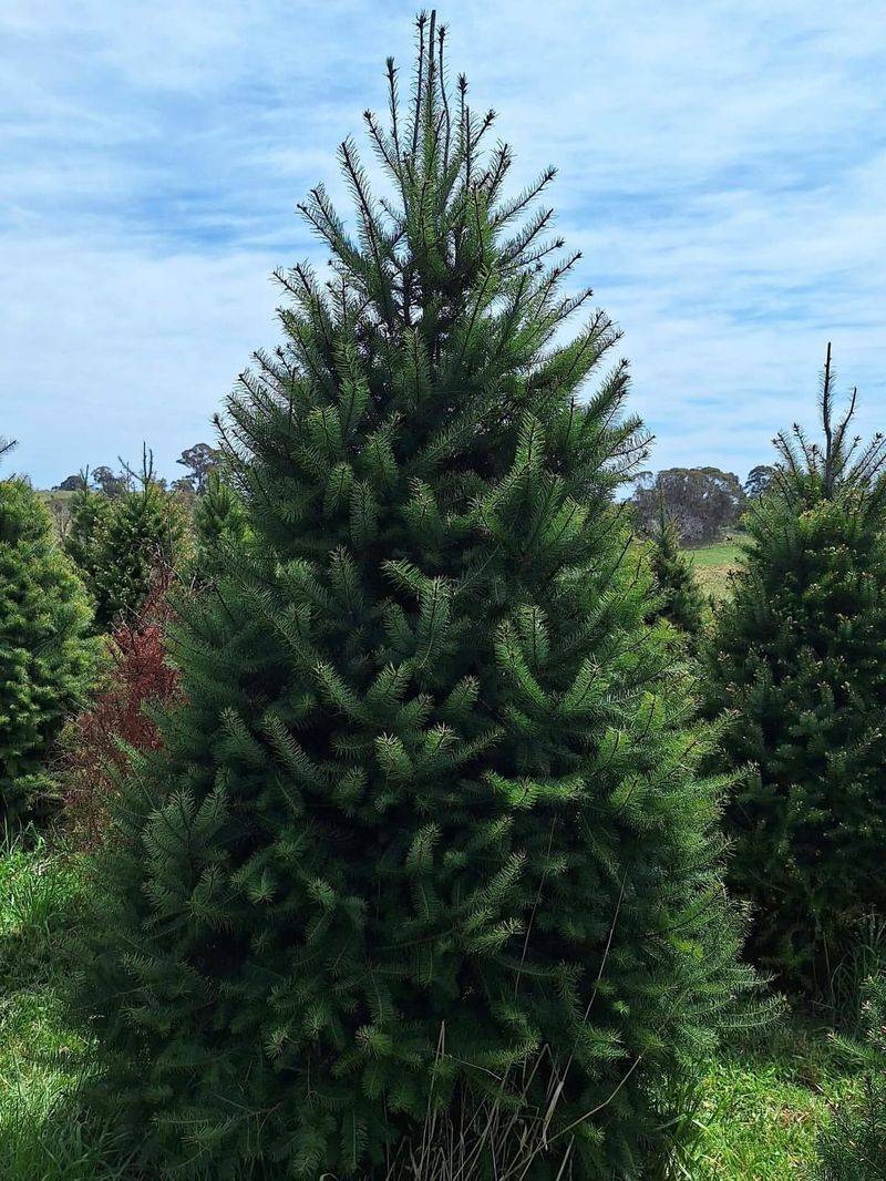Douglas Fir Reigns As The Most Popular Variety