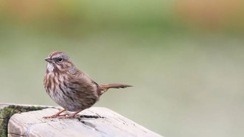 Create A Winter-Friendly Feeding Station