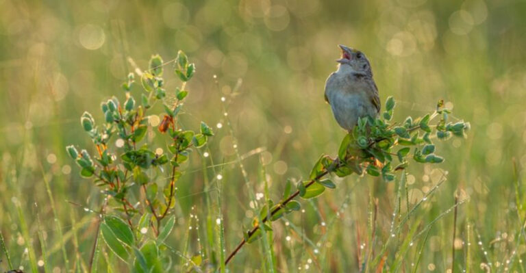 songbird on a branch