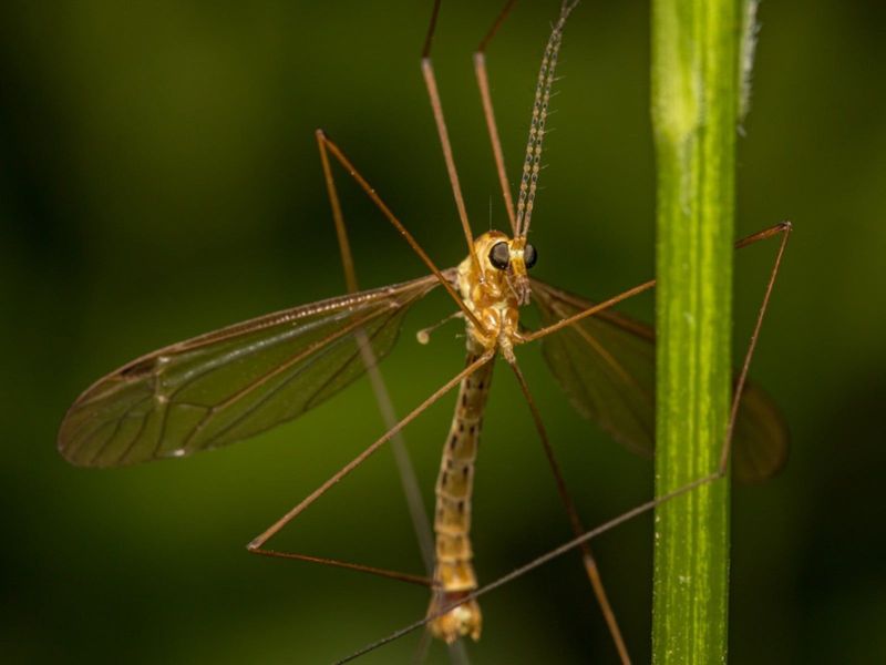 How To Tell A Crane Fly From A Mosquito