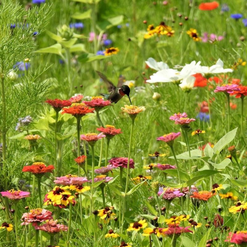 Wildflower Meadows Replace Traditional Lawns