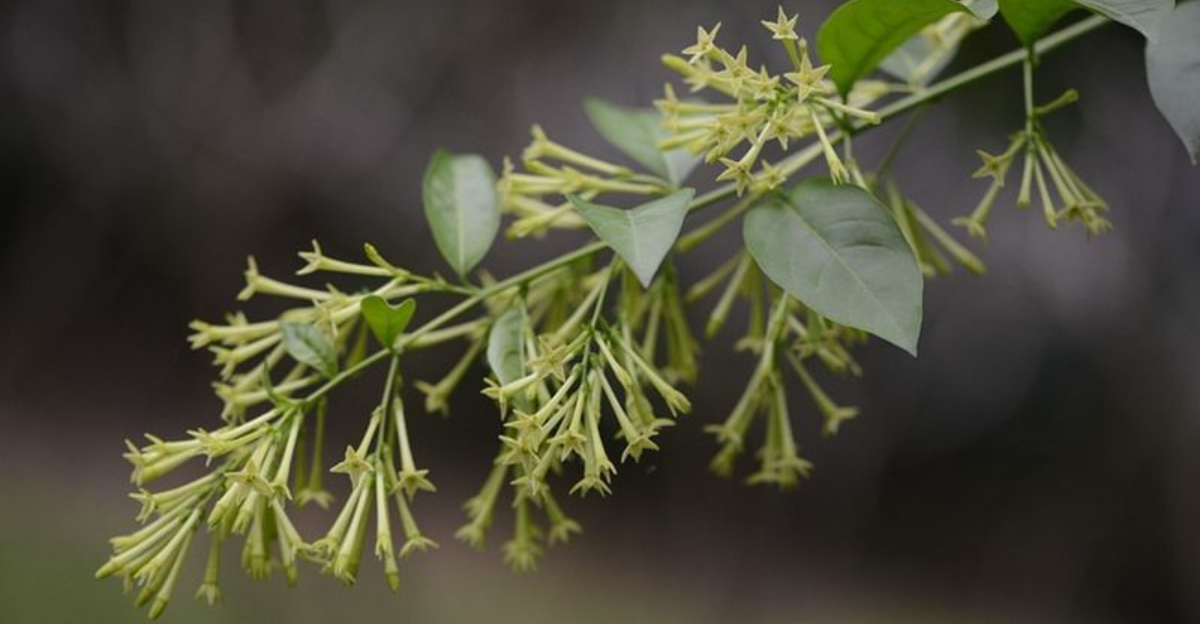 The Creepy Night-Blooming Plant California Homeowners Keep Finding In Their Yards