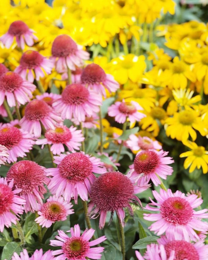 Several Coneflower Varieties Can Be Affected