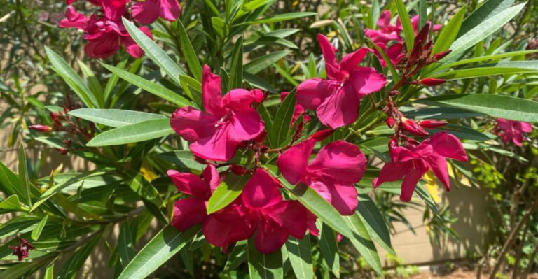 oleander