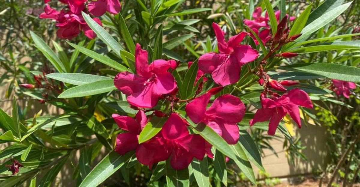 oleander