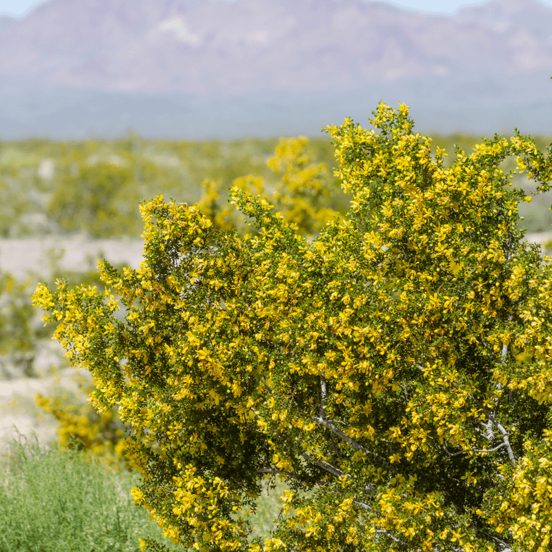 Where Creosote Bush Naturally Thrives In Arizona