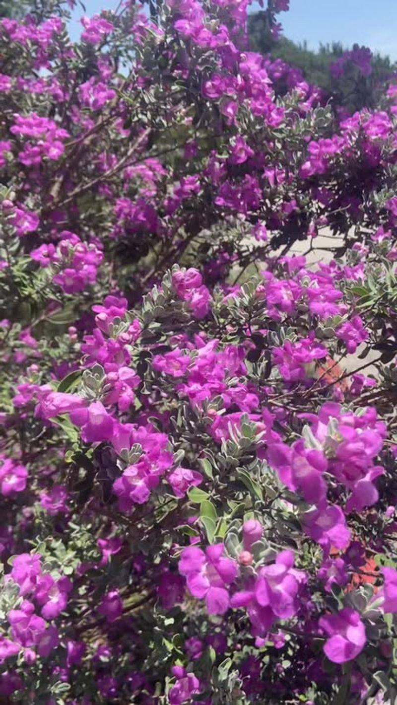 Water-Wise Wonder That Survives On Rainfall Alone