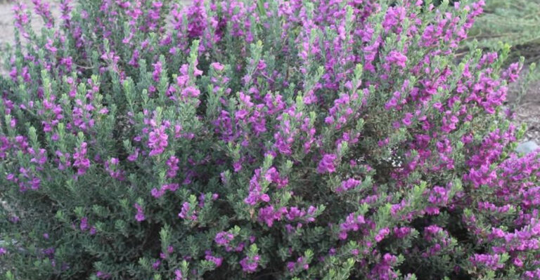 texas sage shrub
