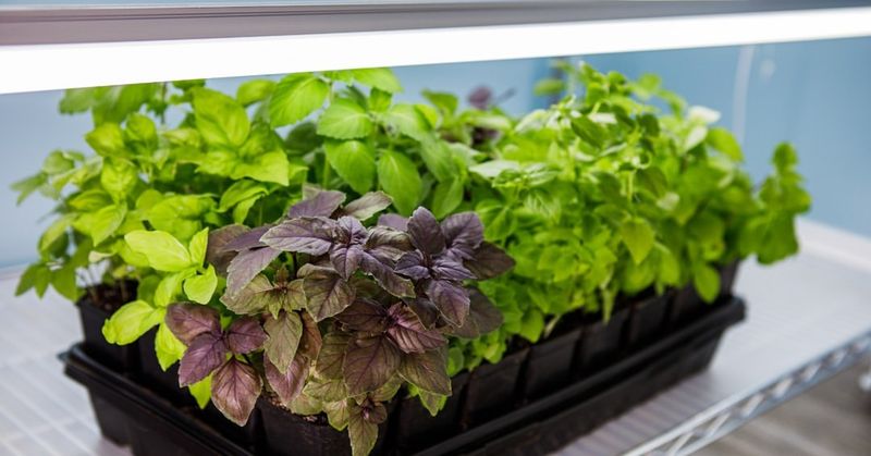 Light Setups That Keep Herbs Growing When Days Get Short