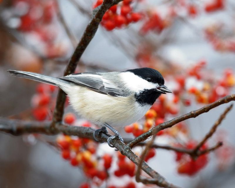 The Carolina Chickadee