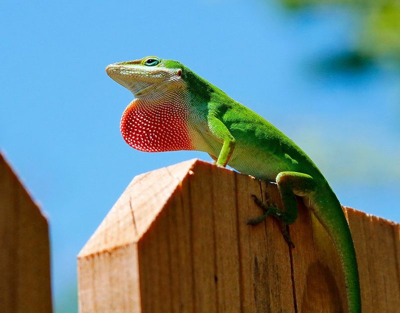 The Green Anole Lizard