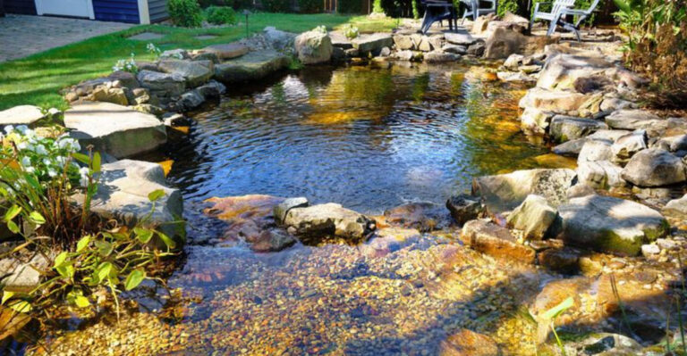 backyard pond (featured image)