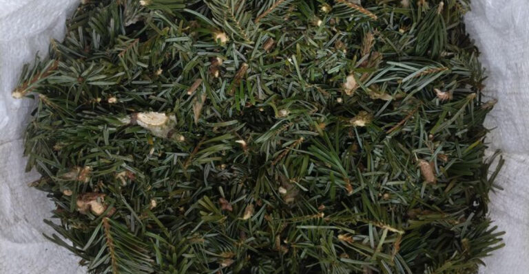 xmas tree mulch needles