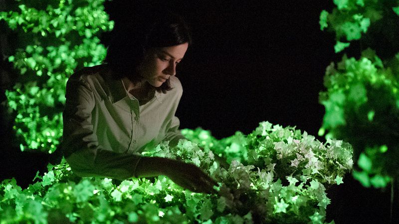 The Future Of Bioluminescent Plants In Massachusetts Gardening