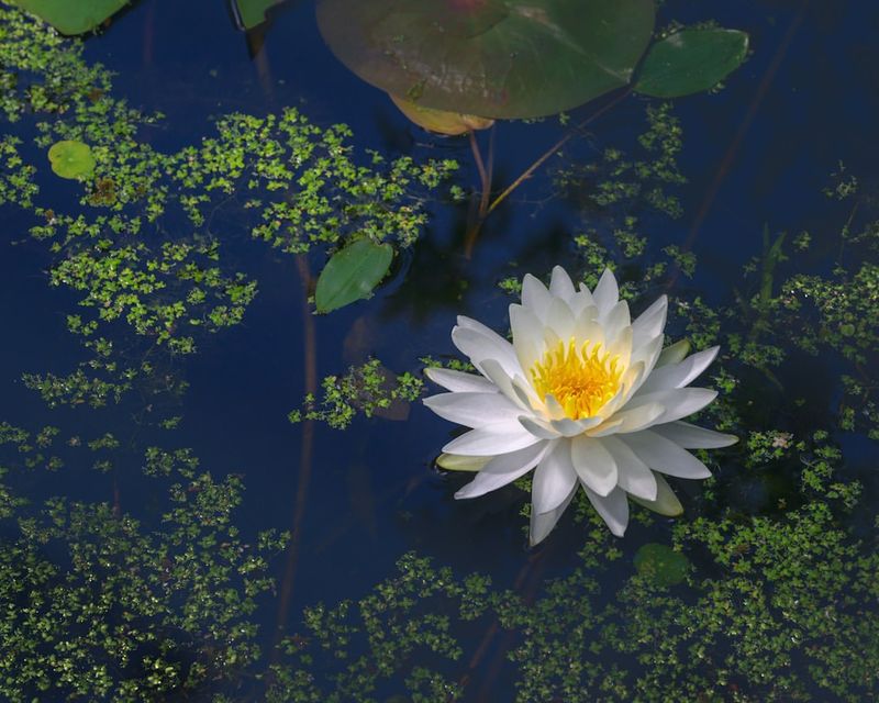 The Tranquil Water Lily Pond Sanctuary