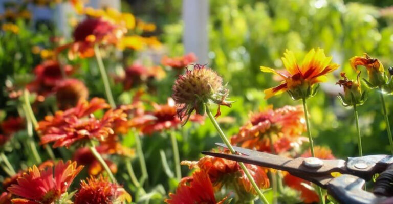 deadheading flowers