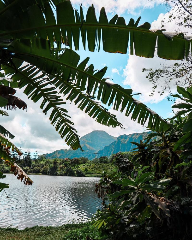 Rare Tropical Plants From Around The World