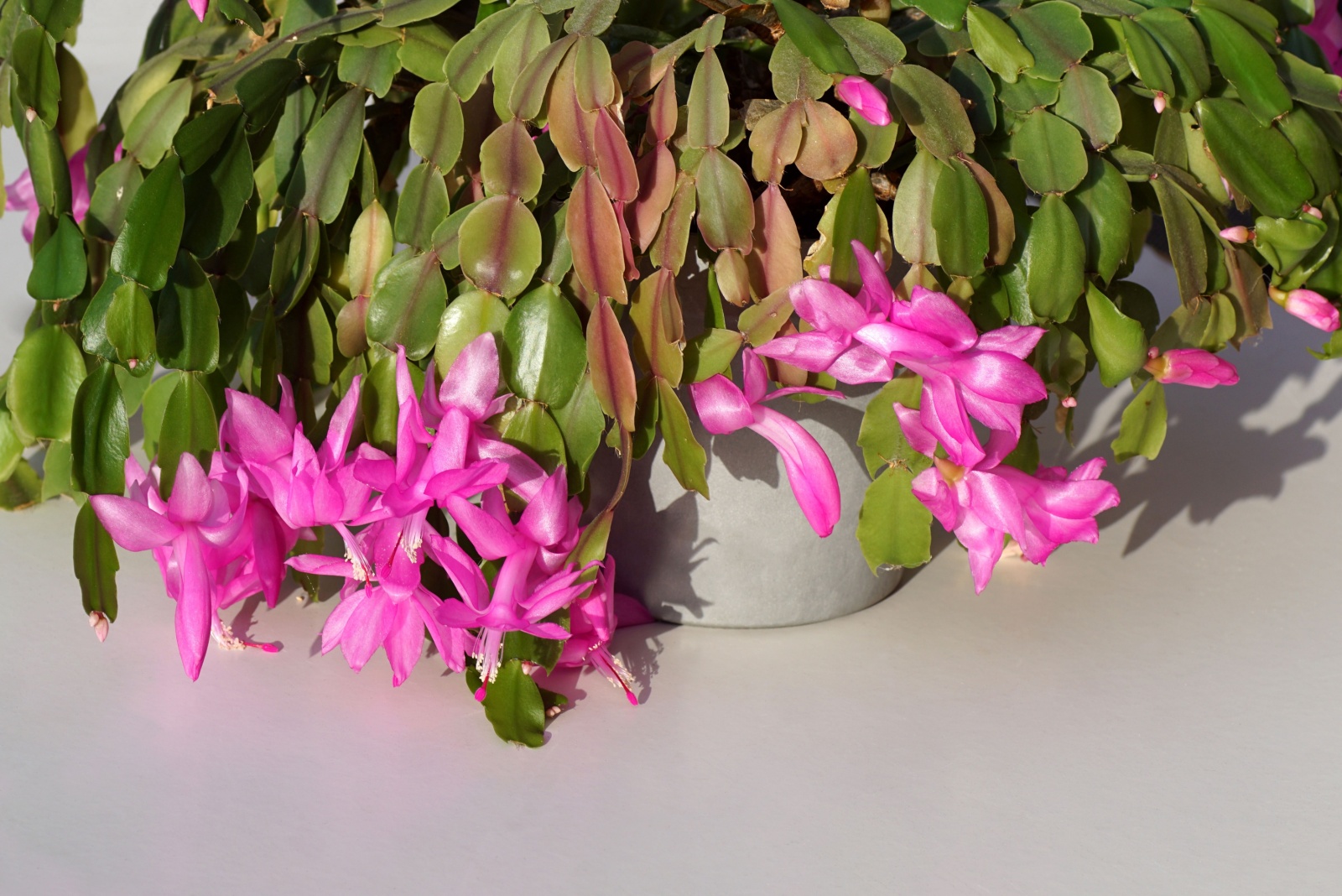 christmas cactus