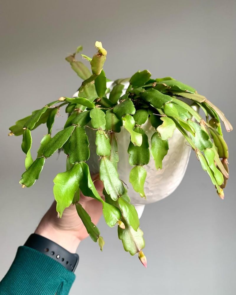 Spring Growth Phase Feeding