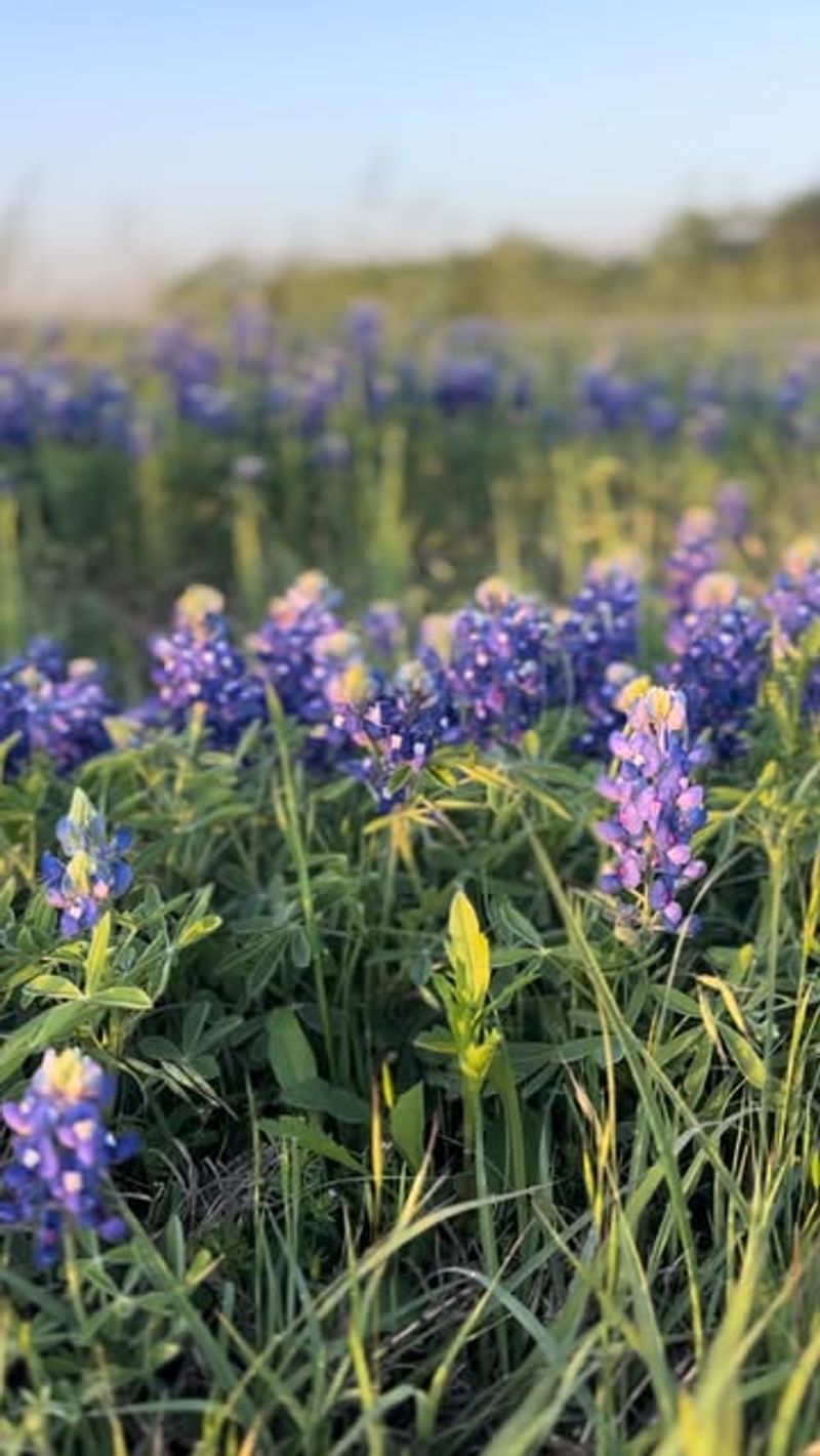Bluebonnet Haven Near the Front Gate
