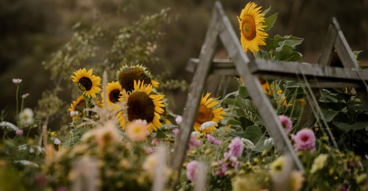 The Flower Corners Texas Homeowners Keep Turning Into Photo-Ready Spots