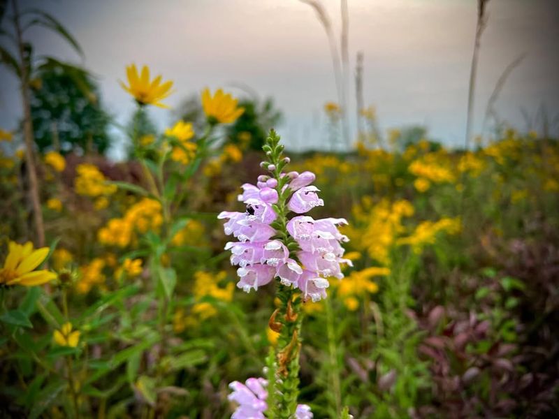 Native Plants Are Leading The Movement