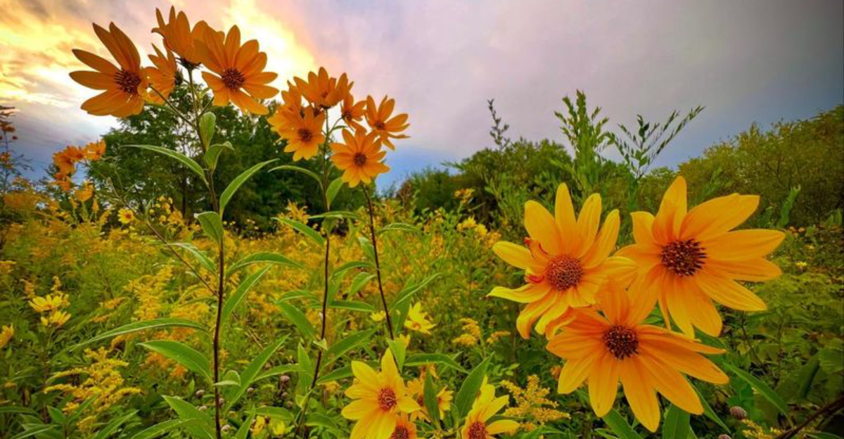 The Flower-Filled Front Yard Trend Growing Fast In Indiana